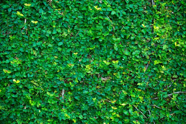 小绿帽为设计艺术作品留下背景或者添加文字讯息 自然花纹植物新叶为背景 — 图库照片