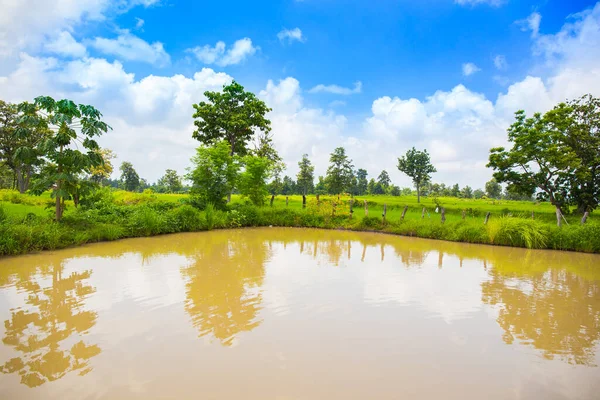 Agriculture Rural Life Ponds Rice Farming Green Young Rice Plants — Stock Photo, Image