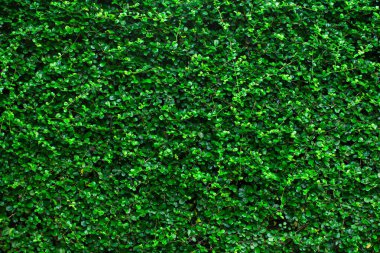 Green leaves background for design backdrop.