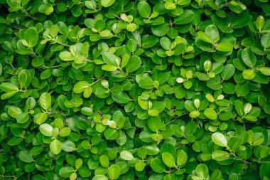 Green leaves background for design backdrop.