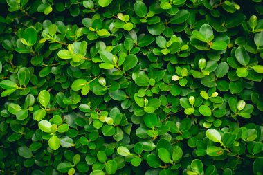 Green leaves background for design backdrop.