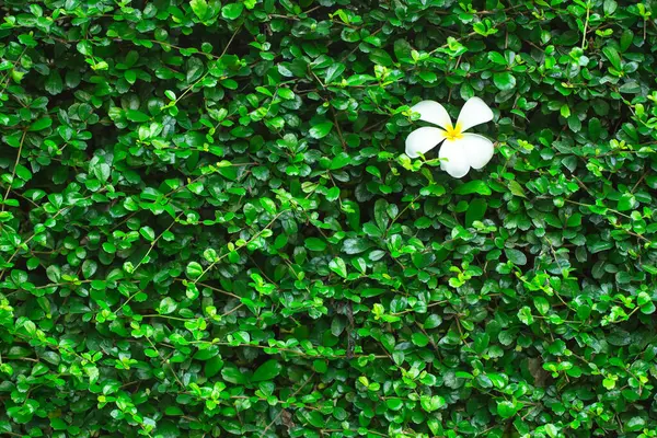 Green Leaves Background Design Backdrop — Stockfoto
