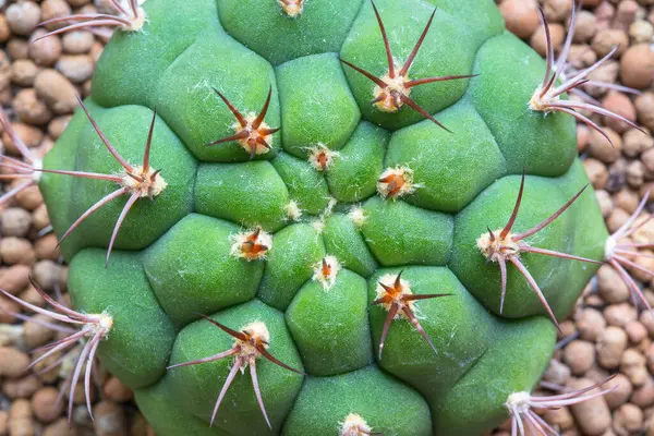 Close Shaped Cactus Long Thorns Clay Pots Gymnocalycium — Stock Photo, Image