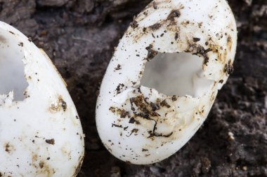 Kaplumbağa yumurtası yeraltı toprağı