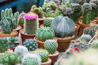 cactus in pot for decorate garden. vintage style picture. Image has shallow depth of field.