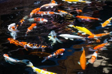 Gölgeli bir gölde yiyecek var mı diye havuzda yüzen canlı sazan balığı..