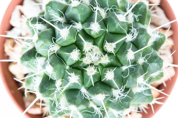 Plante Succulente Dans Pot Sur Fond Blanc Cactus — Photo