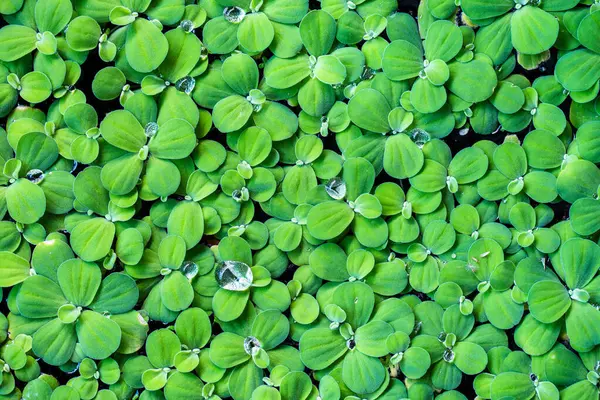 Little Green Bladeren Achtergrond Voor Ontwerp Kunstwerk Voeg Tekstbericht Natuurlijke — Stockfoto
