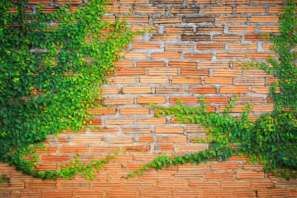 レンガの壁に緑のクリーパー工場 美しい背景 — ストック写真