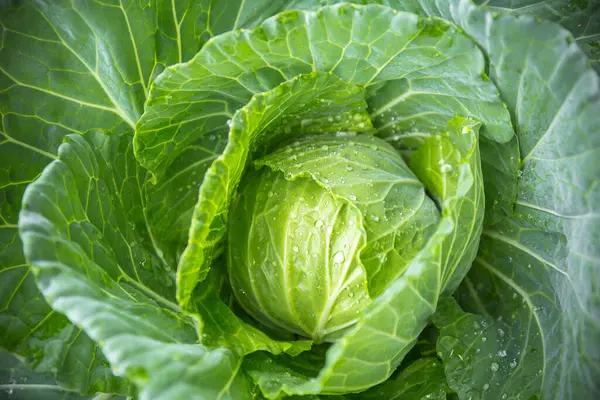 Top view of fresh organic cabbage vegetable background. picture used for clean healthy food backdrop.
