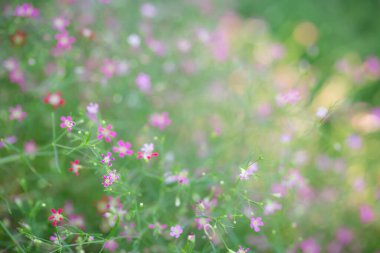Klasik yumuşak ton, soyut doğa arka planı çayır ve günbatımında çimen. Resim, metin iletisi eklemek için duvar kağıdı masaüstü veya kopyalama alanı kullanabilir. Doğa konsepti.