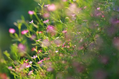 Klasik yumuşak ton, soyut doğa arka planı çayır ve günbatımında çimen. Resim, metin iletisi eklemek için duvar kağıdı masaüstü veya kopyalama alanı kullanabilir. Doğa konsepti.