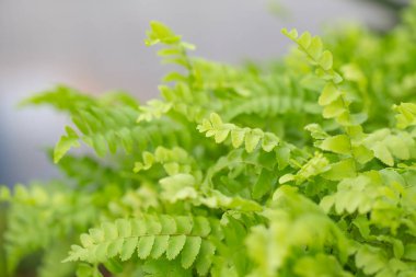 Green leaves background with copy space for add text. Nature concept for Green Energy earth saving.