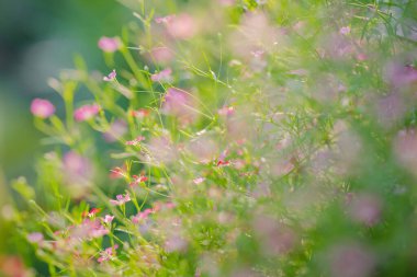 Çayırda ve günbatımında çimen olan soyut doğa arka planı.