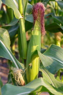 Tarlada taze mısır sapları.