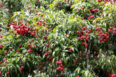 Bahçe meyvesinde taze organik liçi meyvesi. Tayland Litchi 'si.
