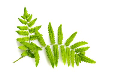 Beyaz arka plan üzerinde izole fern yeşil yaprak.