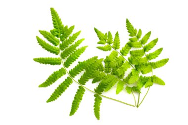 Beyaz arka plan üzerinde izole fern yeşil yaprak.