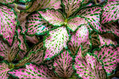 Arka plan için doğa renk yaprağı. Sonbahar renkli yapraklar