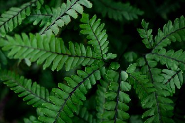 Arkaplan için yeşil yaprak arka planı. Tasarım için taze yeşil.