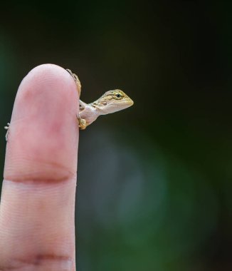 Baby chameleon posing finger, picture macro focused. chameleon of Thailand.