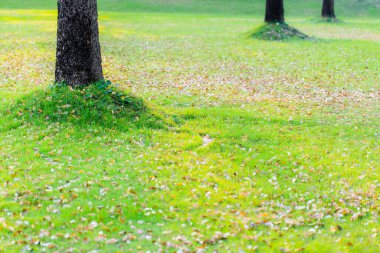 Çimen tarlası ve güneş ışığı olan güzel bir yaz manzarası. Güneş ışınları ile arka plan doğa. Pankart tasarım çalışmaları için arkaplan kopyalama alanı.