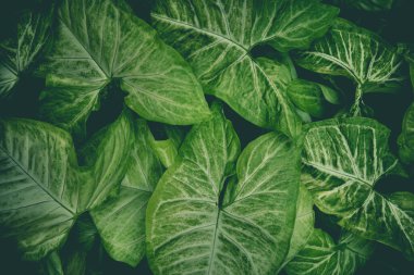 Küçük Yeşil, tasarım sanatı için arka plan bırakır ya da metin mesajı ekler. Arkaplan için bitki yapraklarının doğal deseni.