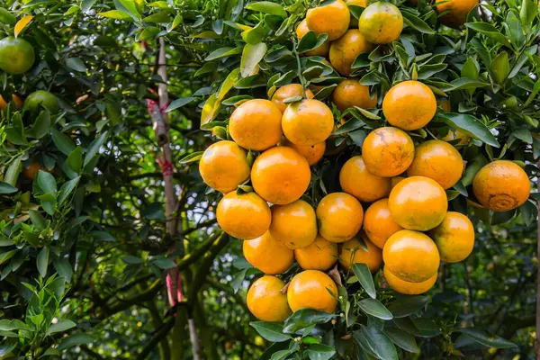 Orange plantation tree with ripe in the garden. Orange Garden Thailand.