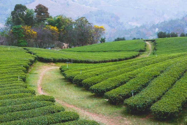 Greeen tea leaf on plantation. green fresh tea leaves. Scenic rows of tea bushes for background. High tea industry in the mountains.