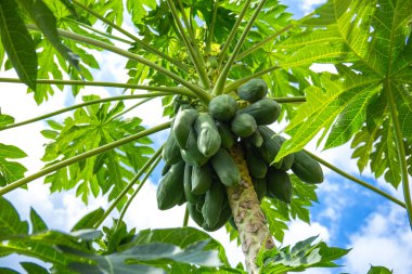 Tayland yemeği için meyveli papaya ağacı Somtum.