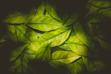 Arka plan için taze yeşil bitki yaprağı. Tasarım sanatı için yeşil Noel arkaplanı ya da metin mesajı ekle.