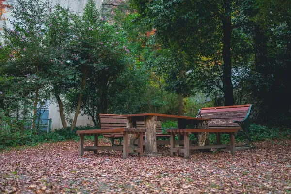 Maple leaves change colour and fall from the tree in the garden. Beauty of nature Autumn colourful with wooden table for sitting in the garden . Beautiful nature scenery.