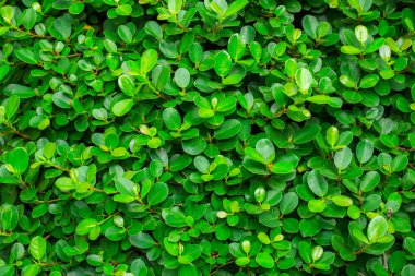 Küçük Yeşil, tasarım sanatı için arka plan bırakır ya da metin mesajı ekler. Doğal desenli bitki yaprağı arkaplan için taze.