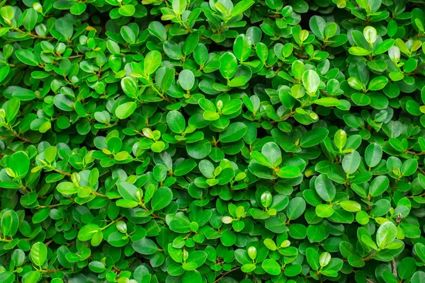 Küçük Yeşil, tasarım sanatı için arka plan bırakır ya da metin mesajı ekler. Doğal desenli bitki yaprağı arkaplan için taze.