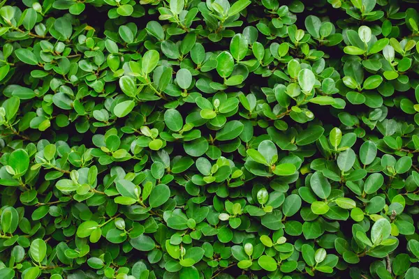 Küçük Yeşil, tasarım sanatı için arka plan bırakır ya da metin mesajı ekler. Doğal desenli bitki yaprağı arkaplan için taze.