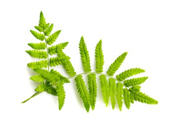 Beyaz arka plan üzerinde izole fern yeşil yaprak.