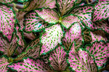 Arka plan için doğa renk yaprağı. Sonbahar renkli yapraklar