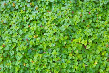 Küçük Yeşil, tasarım sanatı için arka plan bırakır ya da metin mesajı ekler. Doğal desenli bitki yaprağı arkaplan için taze.