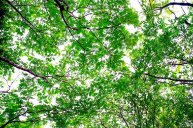 bahar Yeşil Yaprakları arkaplan için çerçeve üzerinde.