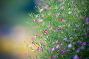 Klasik yumuşak ton, soyut doğa arka planı çayır ve günbatımında çimen. Resim, metin iletisi eklemek için duvar kağıdı masaüstü veya kopyalama alanı kullanabilir. Doğa konsepti.