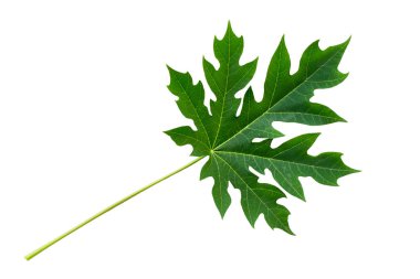 Beyaz arka planda yeşil yaprak izole edilmiş. Yeşil ve taze enerji tasarrufu için doğa konsepti. Tasarımın bileşenleri.