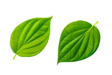 Beyaz arka planda yeşil yaprak izole edilmiş. Yeşil ve taze enerji tasarrufu için doğa konsepti. Tasarımın bileşenleri.