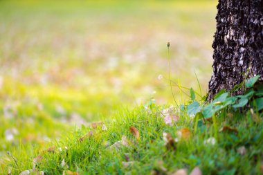 Çimen tarlası ve güneş ışığı olan güzel bir yaz manzarası. Güneş ışınları ile arka plan doğa. Pankart tasarım çalışmaları için arkaplan kopyalama alanı.