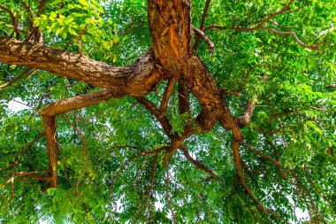 Yeşil Büyük ağaç beyaz arka planda izole edilir. Ormandaki çeşitli manzaralar için çizimler.