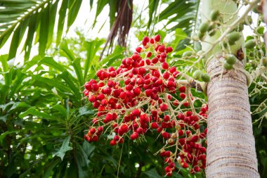 Betel fındık meyvesi bahçedeki ağaçta.