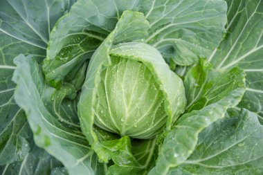 Taze organik sebze arka planının en üst görüntüsü. Temiz ve sağlıklı yemek arkaplanı için kullanılan resim.