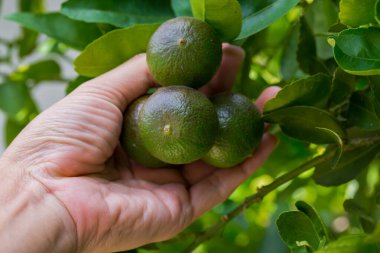 Limon meyvesi mantar hastalığıdır..