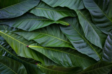 Arkaplan için yeşil yaprak arka planı. Tasarım için taze yeşil.
