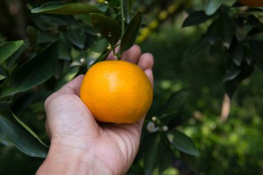 Beyaz arka planda yeşil yaprak izole edilmiş. Sanat tasarımı çalışmalarının bileşenleri.