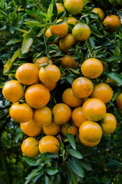 Beyaz arka planda yeşil yaprak izole edilmiş. Sanat tasarımı çalışmalarının bileşenleri.